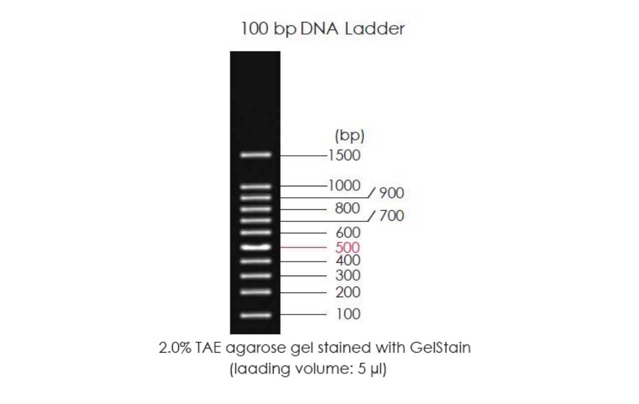 100bp DNA Ladder GelStain
